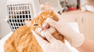 Cat Getting Dental Care