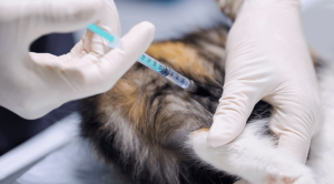 Cat Getting Vaccine Shot