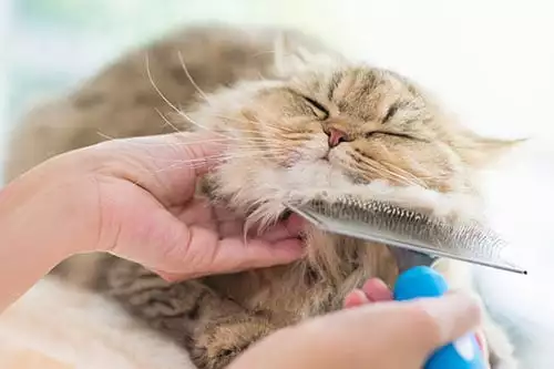 Kitten Being Groomed