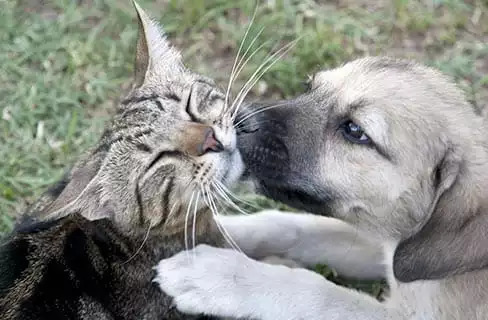 Puppy Kissing Cat