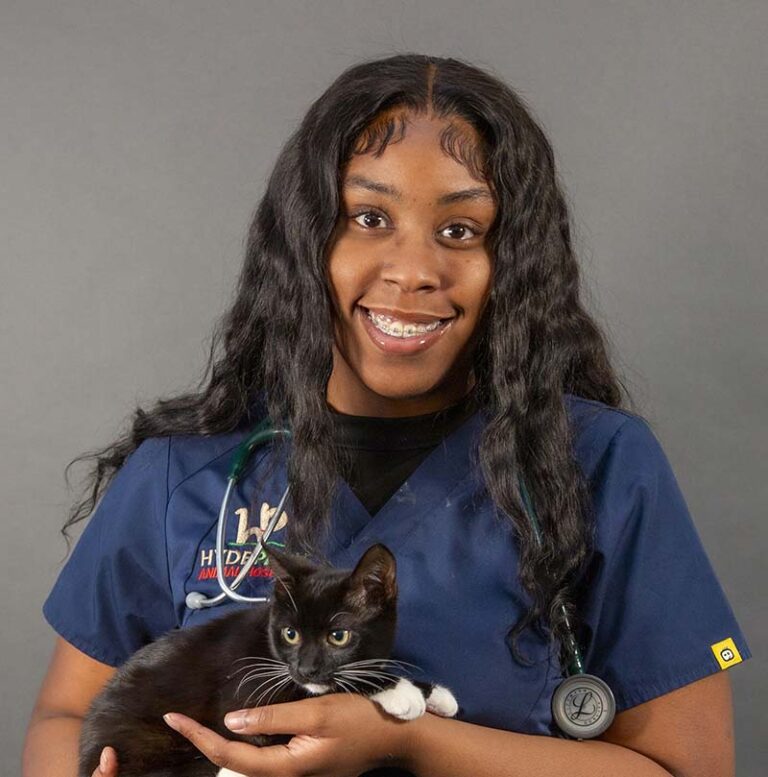 Dachae Hyde Park Animal Hospital